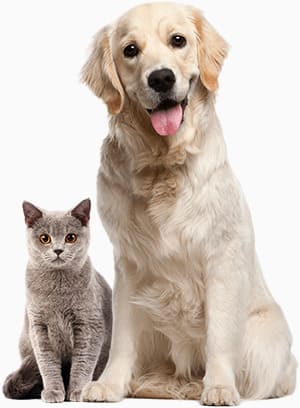 pets