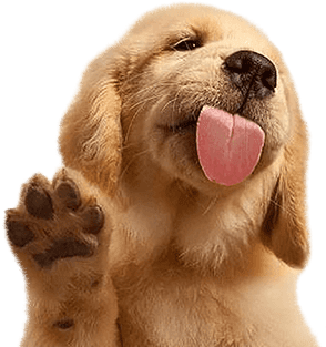 doggy